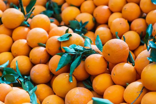 Variedad de naranjas de Valencia
