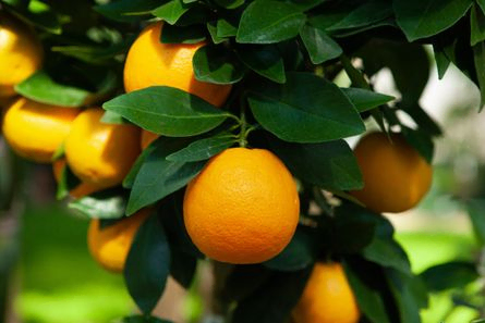 Rama de naranjas